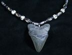 Inch Megalodon Tooth Necklace #2922-1